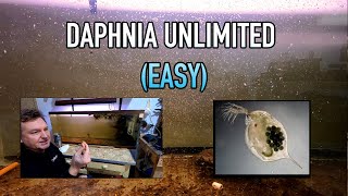 How I Raise Daphnia Water Fleas And You Can Too [upl. by Wakeen]