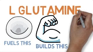 L GLUTAMINE  WHAT DOES GLUTAMINE DO [upl. by Hajar235]