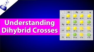 Dihybrid Genetic Cross [upl. by Noyr]