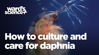 Caring and Culturing for Daphnia [upl. by Eillac870]