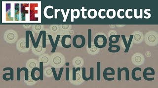 Cryptococcus mycology and virulence [upl. by Ringe215]