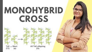 Monohybrid Cross  Mendels Experiment  Easy  HINDI [upl. by Enrev757]