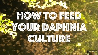 How To Feed Your Daphnia Culture [upl. by Garret]