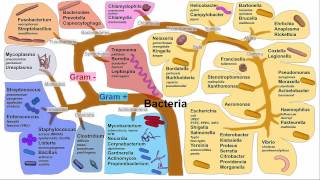 Gastritis H Pylori Gastritis [upl. by Rachel]