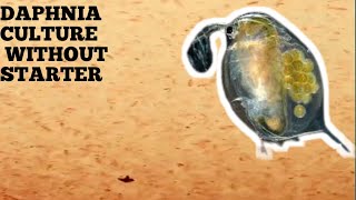 HOW TO CULTURE DAPHNIA NATURALLY WITHOUT A STARTER [upl. by Senzer]