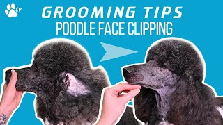 How to clip a standard poodles face  Grooming Tips  TRANSGROOM [upl. by Ilime]