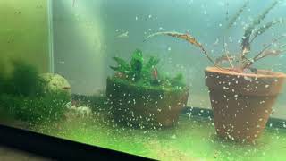 Daphnia Culturing Snails or no snails [upl. by Grobe503]