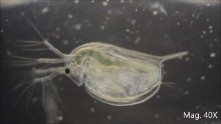 Daphnia magna under the Microscope [upl. by Oicneconi]