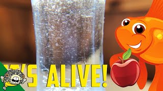 How to culture Vinegar Eels The EASY Way Live Fish Food [upl. by Ieso]