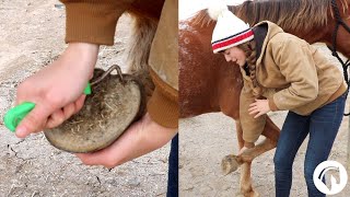 How To Clean A Horses Hooves The Easy Way [upl. by Malarkey308]