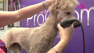 Grooming Guide  Standard Poodle Miami Trim  Pro Groomer [upl. by Anyt]