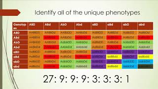 Trihybrid Cross Punnett Square Tutorial [upl. by O'Mahony889]