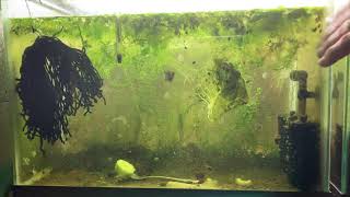 Scuds Daphnia Cherry Shrimp Copepods My aquatic food culture [upl. by Swigart]