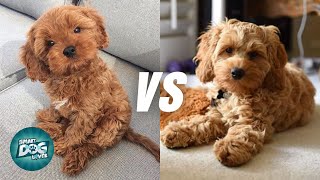 Cavapoo vs Cockapoo  Poodle Mix Breeds Comparison [upl. by Prem119]