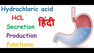 HCL  Hydrochloric acid physiology in hindi  function  production  Rj medical education [upl. by Garnes83]