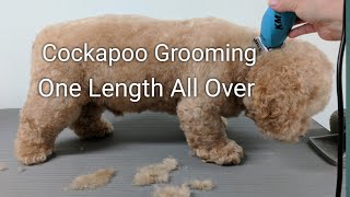 Cockapoo Grooming One Length All Over [upl. by Rodrique]