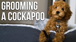 Grooming Our Cockapoo  First Puppy Haircut [upl. by Encratia]