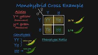 Monohybrid Cross Explained [upl. by Leake]