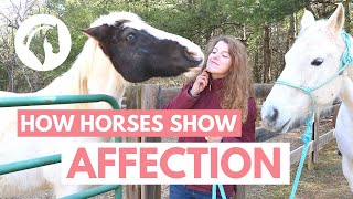 How Horses Show Affection to Humans [upl. by Anitnas95]