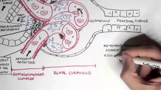 Nephrology  Kidney Physiology Overview [upl. by Vaden963]