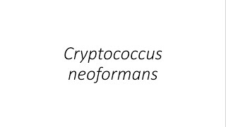 Cryptococcus neoformans  Microbiology [upl. by Annawoj]