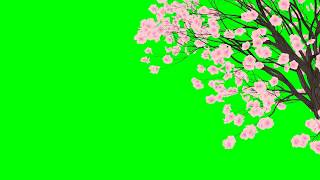 Falling Cherry Blossom Petals No3 with Tree HD Animation  green screen effect amp overlay [upl. by Nogaem]