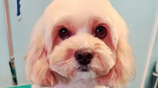 QUICK EASY DOG GROOMING ASIAN FUSION STYLE [upl. by Eseryt483]