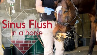 Flushing a Horses Sinus [upl. by Imorej556]