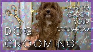 DOG GROOMING  How to groom your Cockapoo at home [upl. by Nogras999]