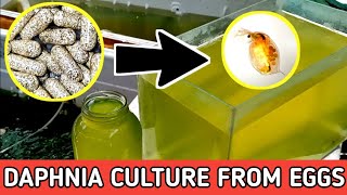 HOW TO HATCH DAPHNIA EGGS  HOW TO CULTURE DAPHNIA [upl. by Mathia919]