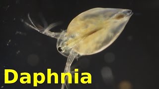 Daphnia [upl. by Hussar]