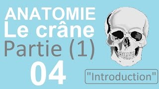 Anatomie 04  Le crâne partie 1  Introduction [upl. by Attaymik]