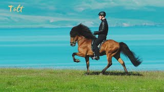 5 gaits of the Icelandic horse [upl. by Nnorahs]