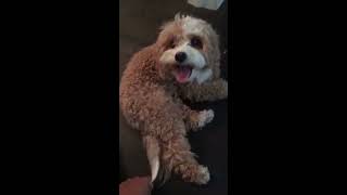 Cavapoo Grooming 101 [upl. by Lacey]