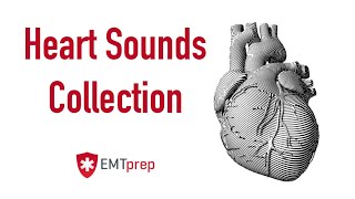 Heart Sounds Collection  EMTprepcom [upl. by Hadwin504]