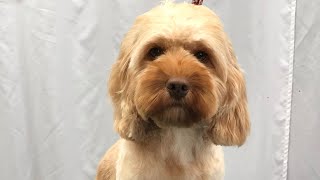 Grooming Head on Cockapoo [upl. by Mattson]