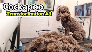 Cockapoo GROOMING Transformation 3 [upl. by Jordison725]