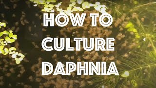 How To Culture Daphnia Magna [upl. by Vania]