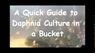 How to culture daphnia outside [upl. by Ready]