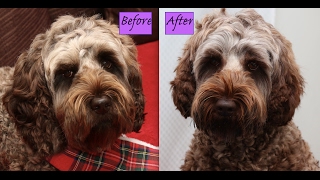 How to Layer Labradoodle Ears Demo [upl. by Zinah348]