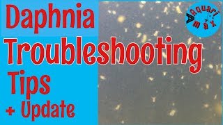 How to a Troubleshoot a Daphnia Culture [upl. by Elnora465]