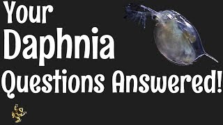 Daphnia Questions Answered [upl. by Aizitel]