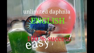 daphnia moina culture Easy way Unlimited production English  with sub Green water Chlorella [upl. by Yhtrod657]