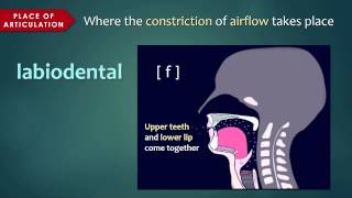 Introduction to Articulatory Phonetics Consonants [upl. by Aneetsyrk]