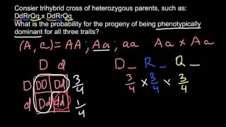 How to find phenotipic probobability in trihybrid cross [upl. by Cyndie713]