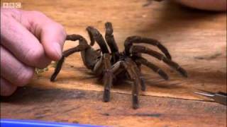 Goliath birdeating spider  Expedition Guyana  BBC [upl. by Aihsema]