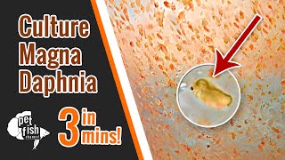 How to culture DAPHNIA MAGNA  The easy way [upl. by Eleumas]