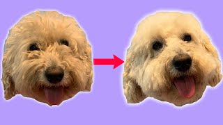 How To Trim Around Your Dogs Eyes At Home Tutorial [upl. by Cecilla]