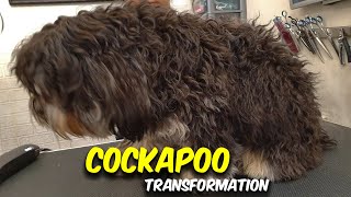 Cockapoo GROOMING Transformation [upl. by Kcuhc]