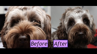 How to groom a Cockapoo face  Demo [upl. by Leirvag276]